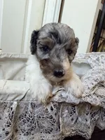 Noelle, a female Poodle - Miniature  for sale in Grandview, TX – Photo 7 of 9