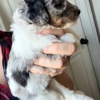 Noelle, a female Poodle - Miniature  for sale in Grandview, TX – Photo 6 of 9