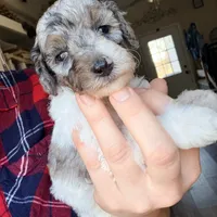 Noelle, a female Poodle - Miniature  for sale in Grandview, TX – Photo 8 of 9
