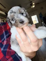 Noelle, a female Poodle - Miniature  for sale in Grandview, TX – Photo 8 of 9