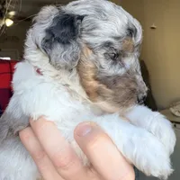 Noelle, a female Poodle - Miniature  for sale in Grandview, TX – Photo 5 of 9