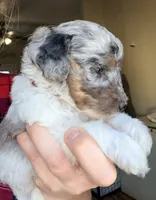 Noelle, a female Poodle - Miniature  for sale in Grandview, TX – Photo 5 of 9