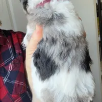 Noelle, a female Poodle - Miniature  for sale in Grandview, TX – Photo 2 of 9