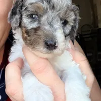 Noelle, a female Poodle - Miniature  for sale in Grandview, TX – Photo 4 of 9