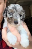 Noelle, a female Poodle - Miniature  for sale in Grandview, TX – Photo 4 of 9