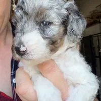 Noelle, a female Poodle - Miniature  for sale in Grandview, TX – Photo 1 of 9