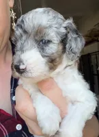Noelle, a female Poodle - Miniature  for sale in Grandview, TX – Photo 1 of 9