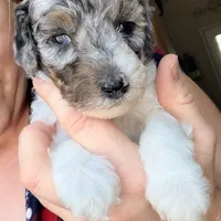 Noelle, a female Poodle - Miniature  for sale in Grandview, TX – Photo 3 of 9