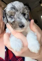 Noelle, a female Poodle - Miniature  for sale in Grandview, TX – Photo 3 of 9