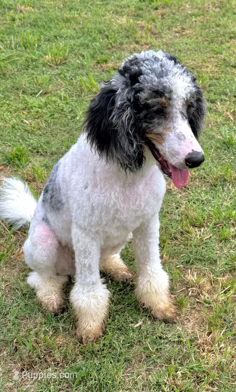 Clarence – Poodle - Miniature  puppy for sale in Grandview, TX