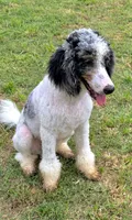 Clarence, a male Poodle - Miniature  for sale in Grandview, TX – 1 of 10