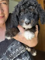 Ginger, Light Blue (F1B Girl), a female Miniature Bernedoodle for sale in Grandview, TX – Photo 5 of 7
