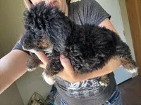 Ginger, Light Blue (F1B Girl), a female Miniature Bernedoodle for sale in Grandview, TX – Photo 4 of 7