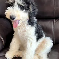 Comet, a male Poodle - Miniature  for sale in Grandview, TX – Photo 3 of 6