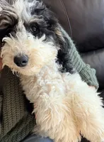 Comet, a male Poodle - Miniature  for sale in Grandview, TX – Photo 5 of 10