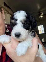 Comet, a male Poodle - Miniature  for sale in Grandview, TX – Photo 5 of 8