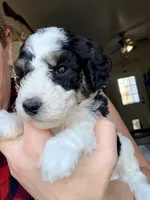 Comet, a male Poodle - Miniature  for sale in Grandview, TX – Photo 2 of 8