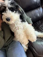 Comet, a male Poodle - Miniature  for sale in Grandview, TX – Photo 9 of 10