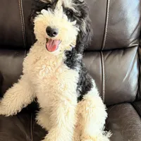 Comet, a male Poodle - Miniature  for sale in Grandview, TX – Photo 4 of 6