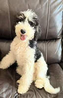 Comet, a male Poodle - Miniature  for sale in Grandview, TX – Photo 6 of 10