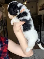 Comet, a male Poodle - Miniature  for sale in Grandview, TX – Photo 4 of 8