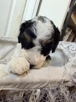 Comet, a male Poodle - Miniature  for sale in Grandview, TX – Photo 3 of 8