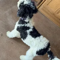 Comet, a male Poodle - Miniature  for sale in Grandview, TX – Photo 5 of 6