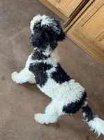 Comet, a male Poodle - Miniature  for sale in Grandview, TX – Photo 8 of 10