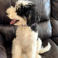 Comet, a male Poodle - Miniature  for sale in Grandview, TX – Photo 1 of 6