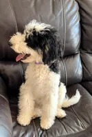 Comet, a male Poodle - Miniature  for sale in Grandview, TX – Photo 1 of 10