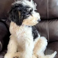 Comet, a male Poodle - Miniature  for sale in Grandview, TX – Photo 2 of 6