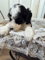 Comet, a male Poodle - Miniature  for sale in Grandview, TX – Photo 7 of 8