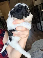 Comet, a male Poodle - Miniature  for sale in Grandview, TX – Photo 6 of 8