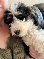 Comet, a male Poodle - Miniature  for sale in Grandview, TX – Photo 2 of 10