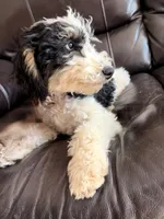 Comet, a male Poodle - Miniature  for sale in Grandview, TX – Photo 7 of 10