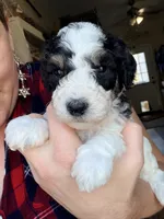 Comet, a male Poodle - Miniature  for sale in Grandview, TX – Photo 1 of 8