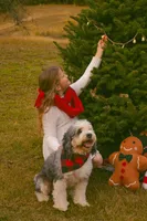Indigo, a female Miniature Bernedoodle for sale in Grandview, TX – 2 of 4
