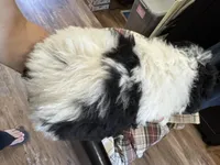 Green (Boy), a male Miniature Bernedoodle for sale in Grandview, TX – Photo 2 of 4