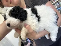 Green (Boy), a male Miniature Bernedoodle for sale in Grandview, TX – Photo 3 of 4