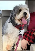 Indigo, a female Miniature Bernedoodle for sale in Grandview, TX – 4 of 4