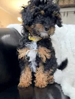 Espresso F1BB Micro, a female Miniature Bernedoodle for sale in Grandview, TX – Photo 2 of 6