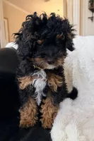Espresso F1BB Micro, a female Miniature Bernedoodle for sale in Grandview, TX – Photo 4 of 6