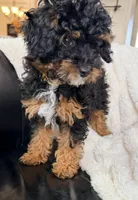 Espresso F1BB Micro, a female Miniature Bernedoodle for sale in Grandview, TX – Photo 1 of 6