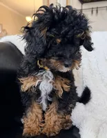 Espresso F1BB Micro, a female Miniature Bernedoodle for sale in Grandview, TX – Photo 3 of 6