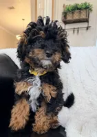 Espresso F1BB Micro, a female Miniature Bernedoodle for sale in Grandview, TX – Photo 5 of 6