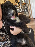 Sophie  (F1B Girl), a female Miniature Bernedoodle for sale in Grandview, TX – Photo 3 of 5