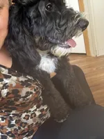 Sophie  (F1B Girl), a female Miniature Bernedoodle for sale in Grandview, TX – Photo 4 of 5