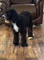 Sophie  (F1B Girl), a female Miniature Bernedoodle for sale in Grandview, TX – Photo 2 of 5