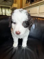 Cash, a male Bernedoodle for sale in Grandview, TX – Photo 5 of 6