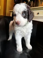 Cash, a male Bernedoodle for sale in Grandview, TX – Photo 3 of 6